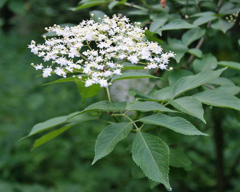 American Black Elderberry Bush