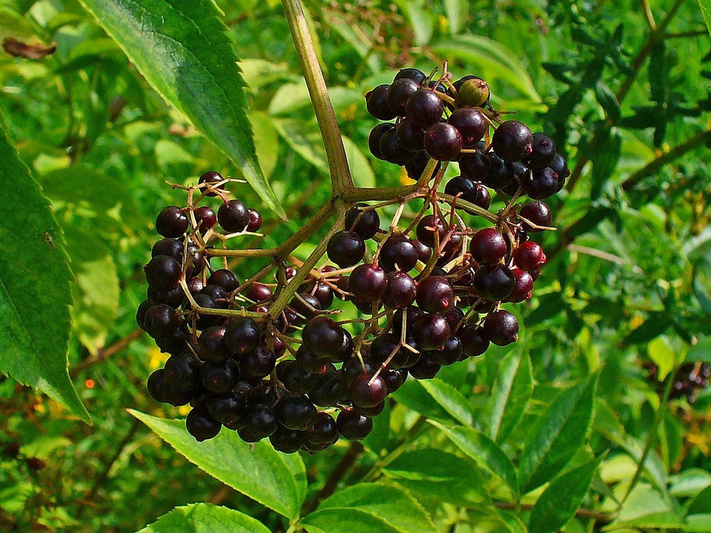 American Black Elderberry Bush
