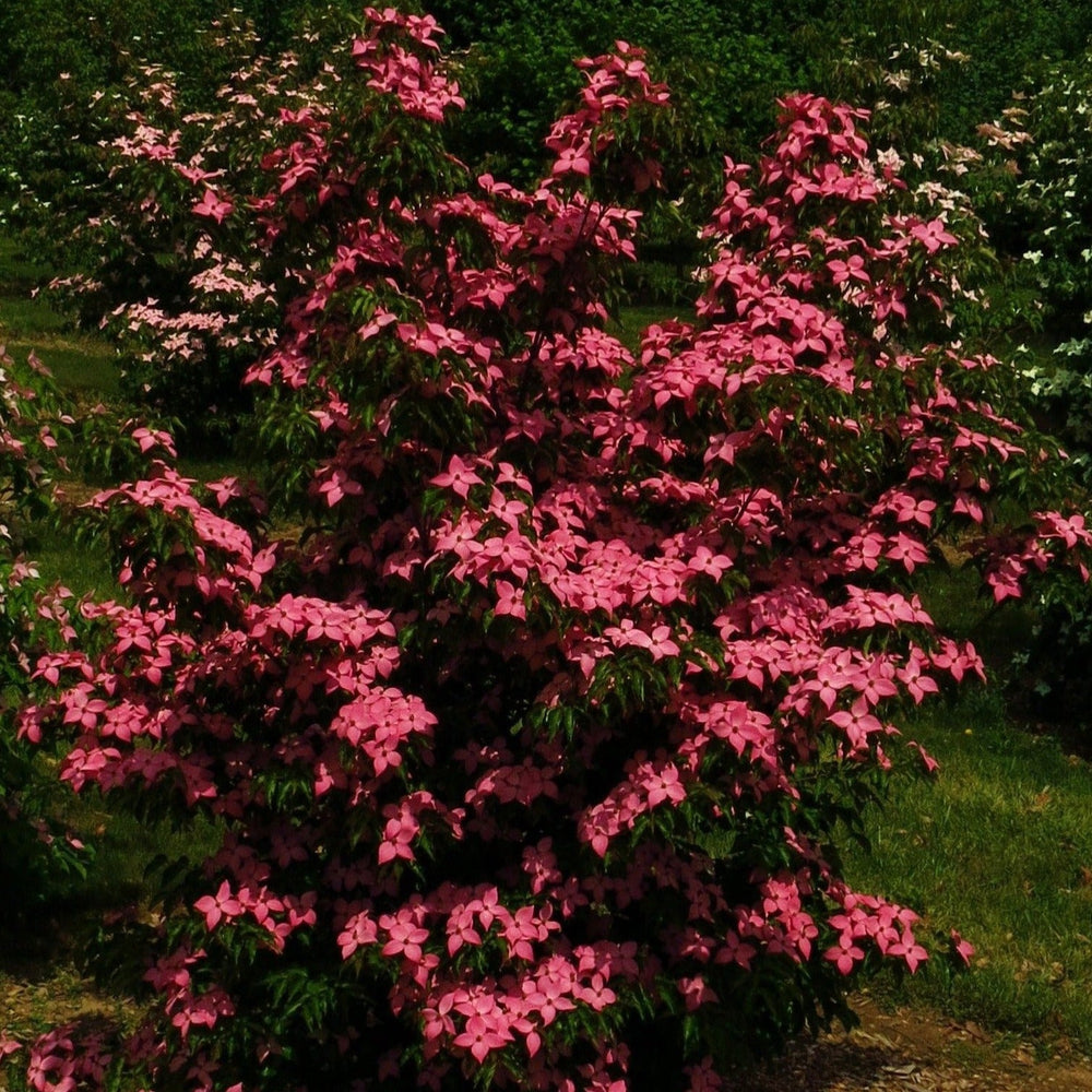 Scarlet Fire® Flowering Dogwood Tree