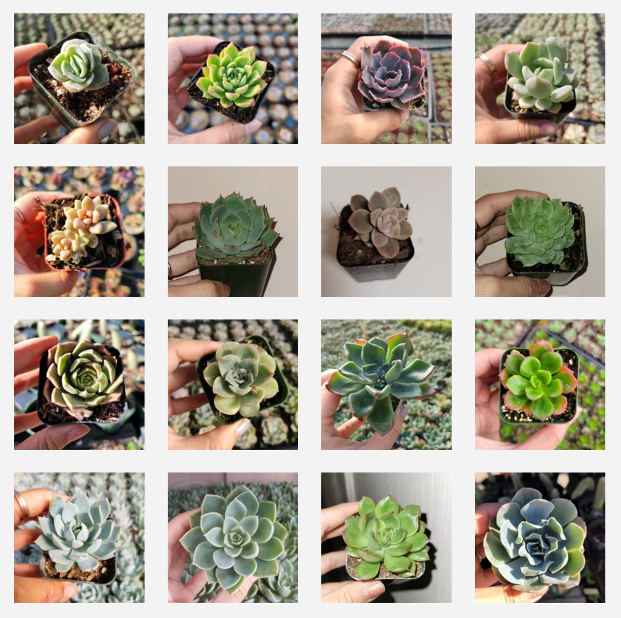 Assorted Echeveria Variety Pack – Live Succulent Collection (3, 6, 9, or 16 Pack)
