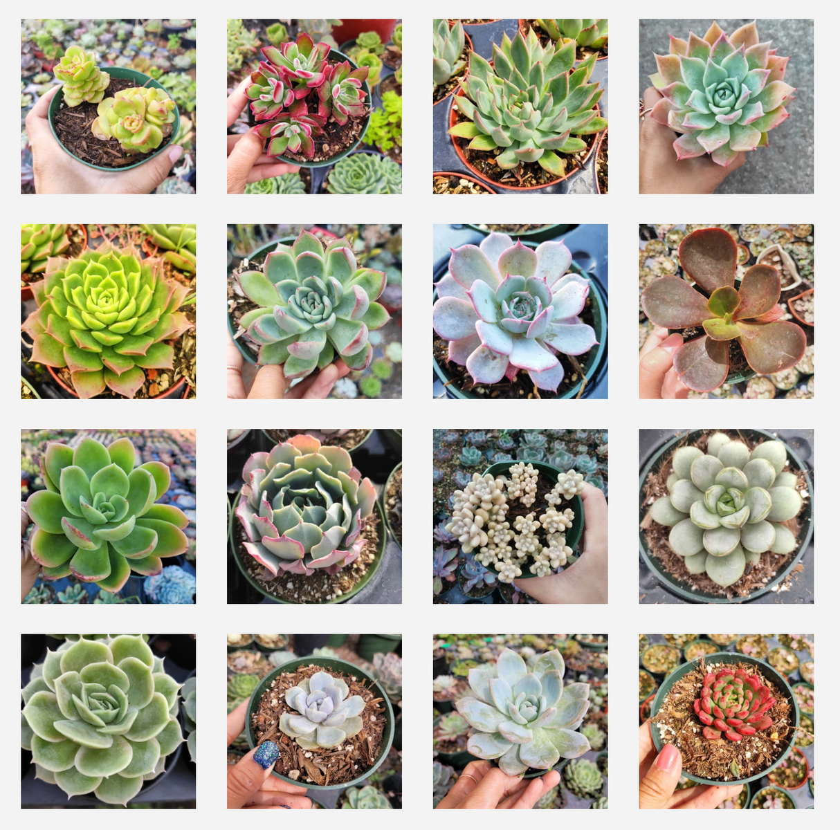 Assorted Echeveria Variety Pack – Live Succulent Collection (3, 6, 9, or 16 Pack)