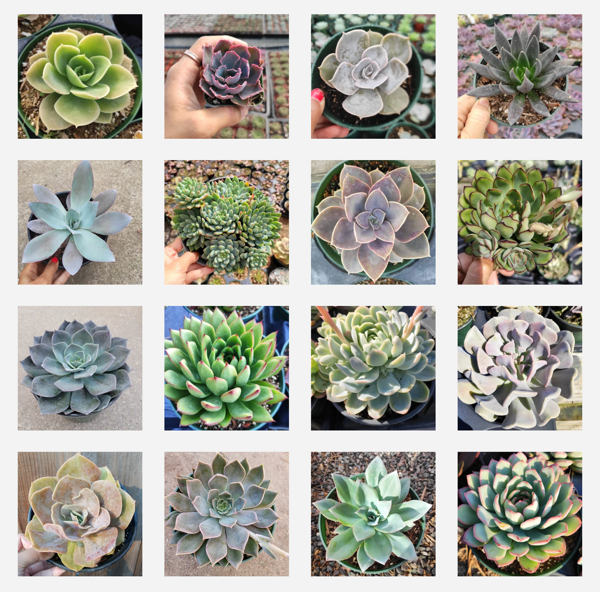 Assorted Echeveria Variety Pack – Live Succulent Collection (3, 6, 9, or 16 Pack)