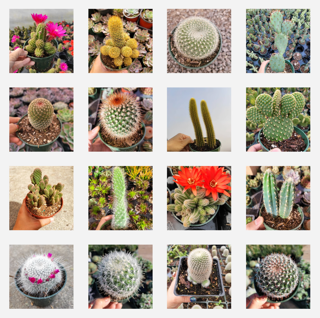Assorted Cactus Variety Pack – Live Cactus Collection (3, 6, or 9 Pack)