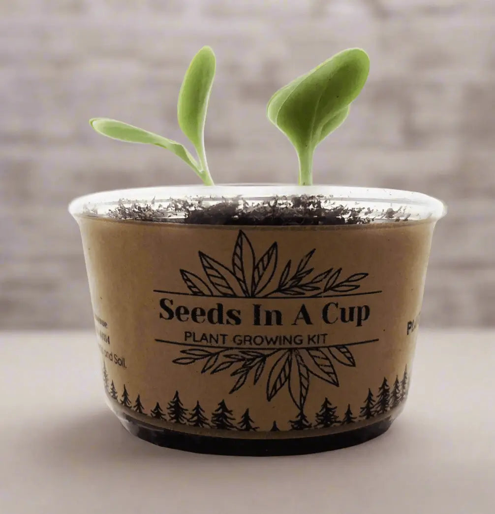 Seeds In A Cup® | Jalapeño Plant Grow from Seed Gardening Kit