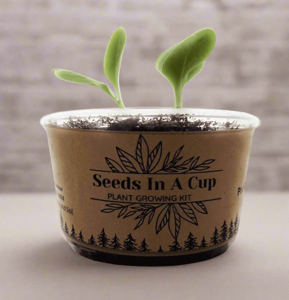 Jalapeño Plant Grow Kit | Seeds In A Cup® |