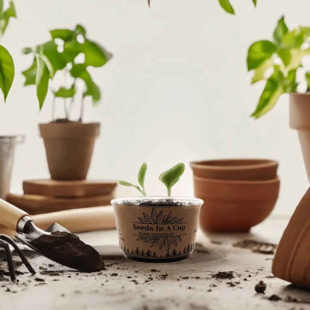 Zucchini | Plant Seed Starter Grow Kit | Seeds In A Cup®