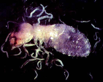 Close-up of a termite with a dark background