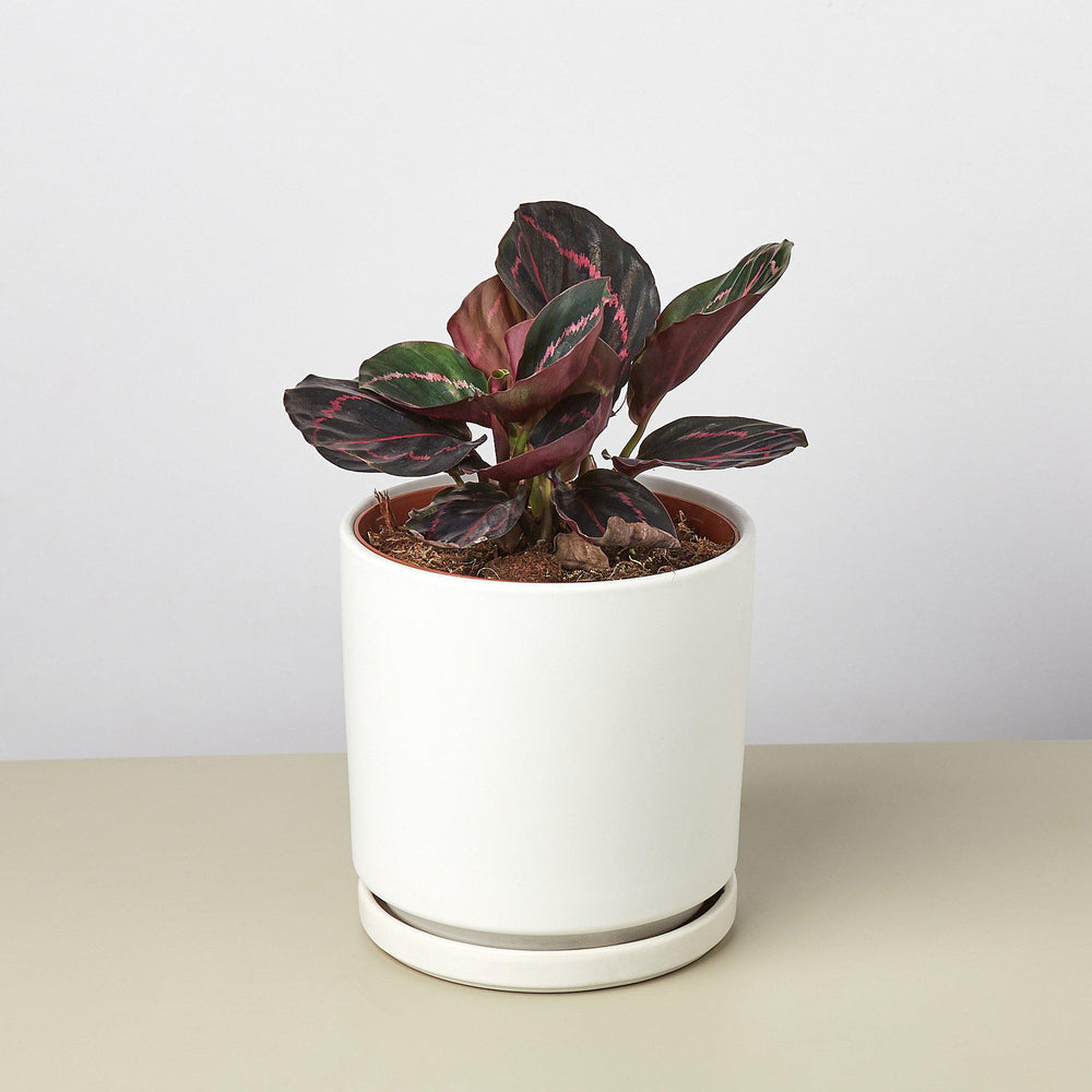 Cylinder Ceramic Planter with Built-In Saucer