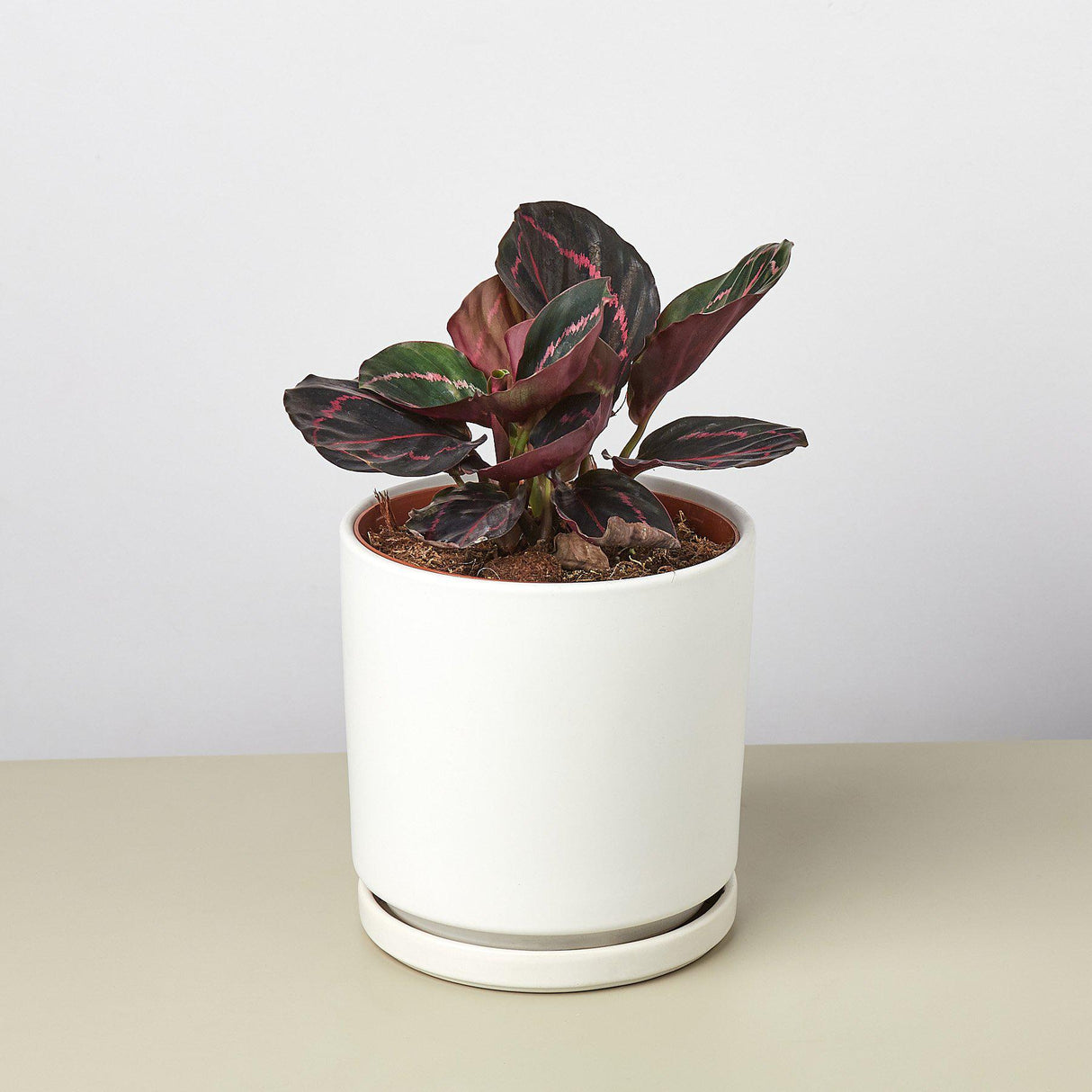 Cylinder Ceramic Planter with Built-In Saucer