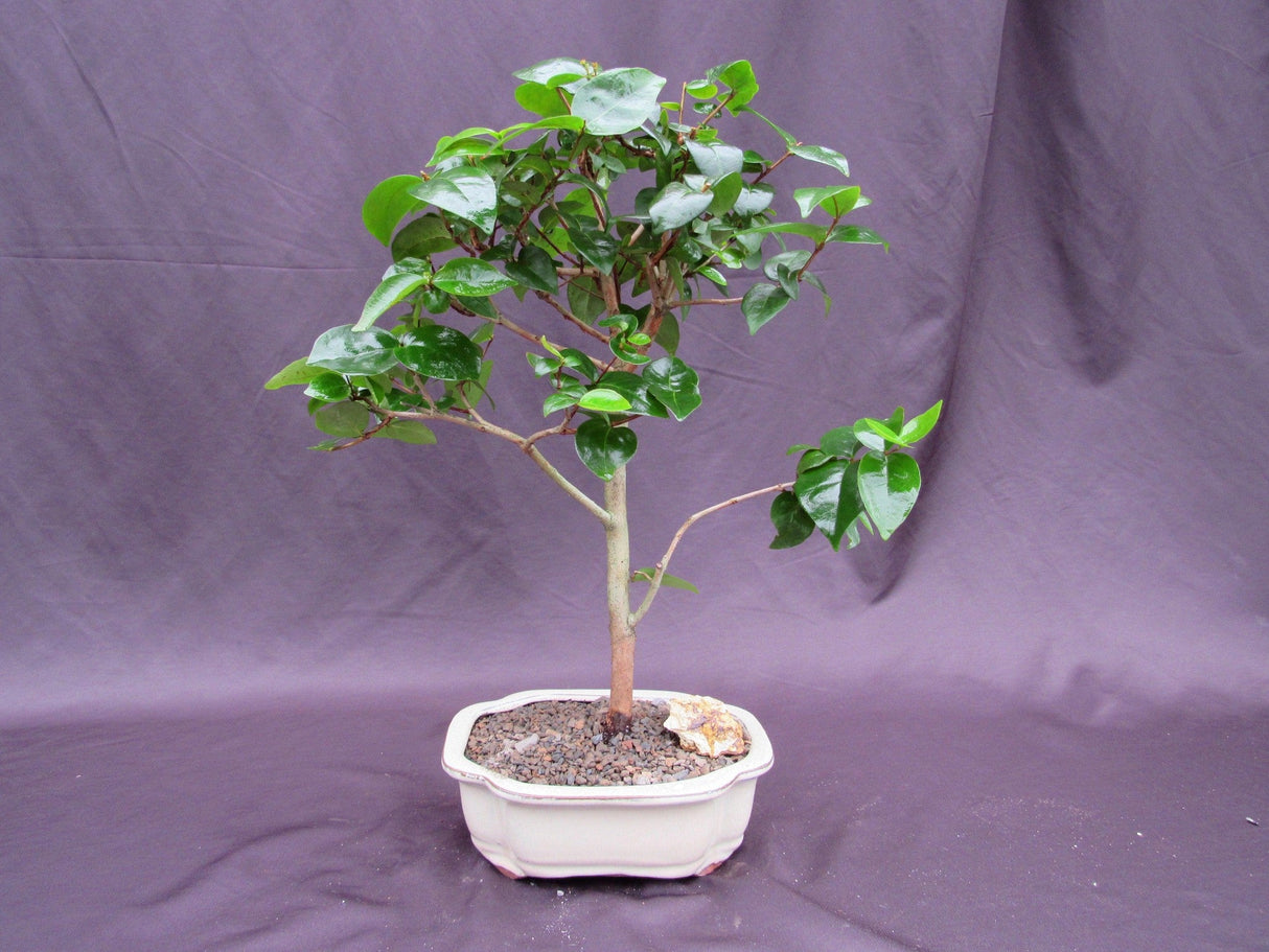 Surinam Cherry Bonsai Tree (Eugenia uniflora) – Fruiting Tropical Bonsai