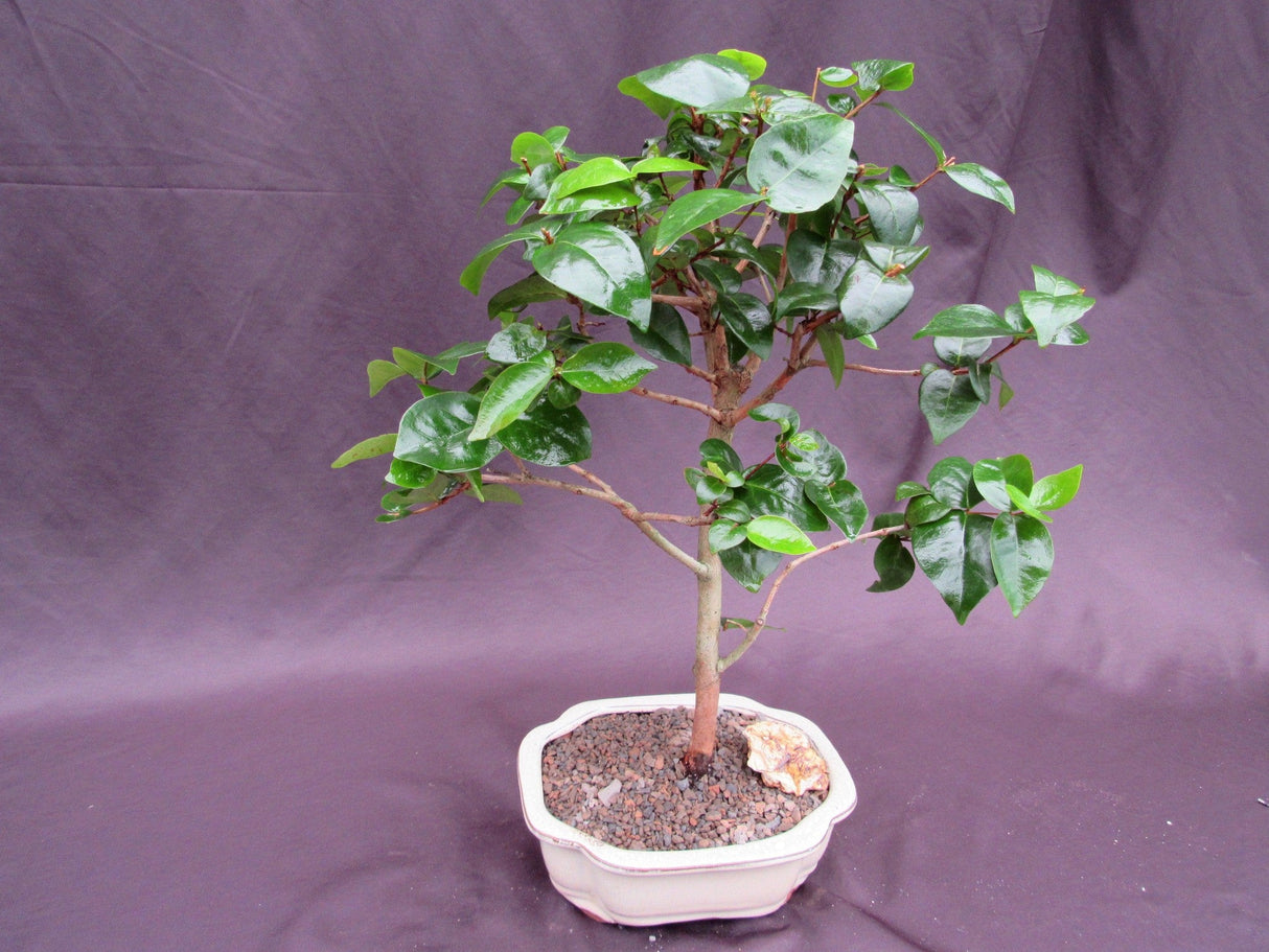 Surinam Cherry Bonsai Tree (Eugenia uniflora) – Fruiting Tropical Bonsai