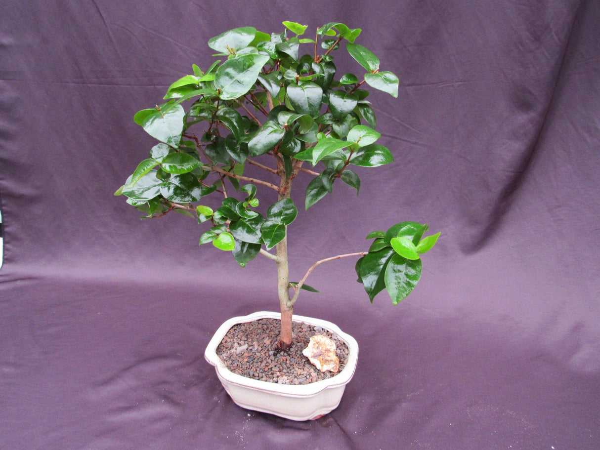 Surinam Cherry Bonsai Tree (Eugenia uniflora) – Fruiting Tropical Bonsai