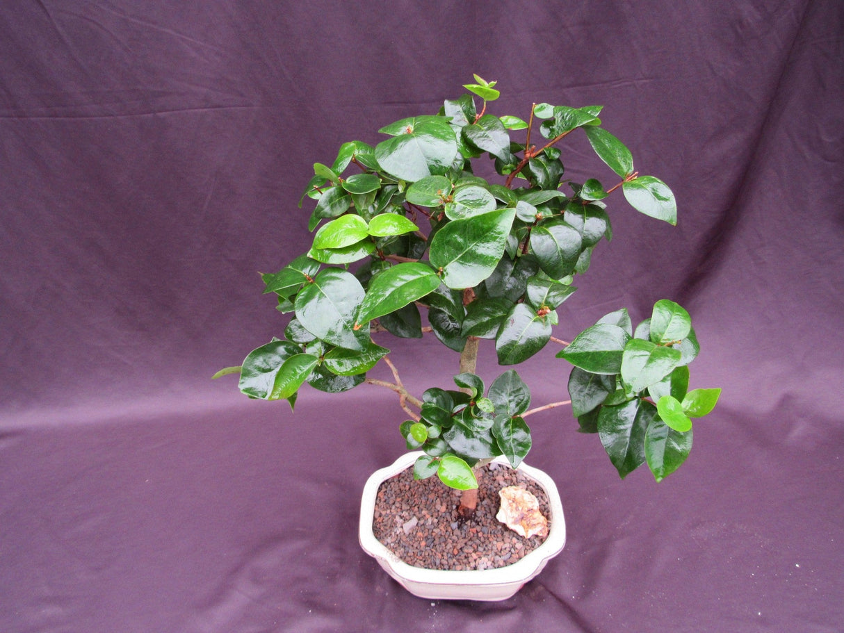 Surinam Cherry Bonsai Tree (Eugenia uniflora) – Fruiting Tropical Bonsai