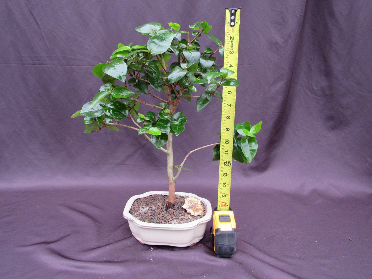 Surinam Cherry Bonsai Tree (Eugenia uniflora) – Fruiting Tropical Bonsai