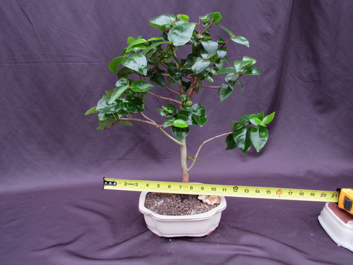 Surinam Cherry Bonsai Tree (Eugenia uniflora) – Fruiting Tropical Bonsai