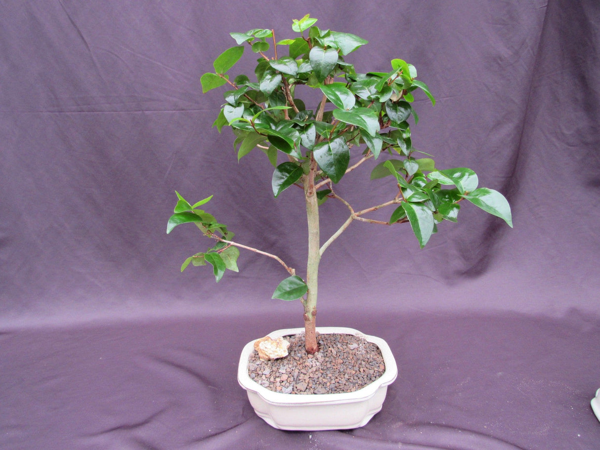 Surinam Cherry Bonsai Tree (Eugenia uniflora) – Fruiting Tropical Bonsai