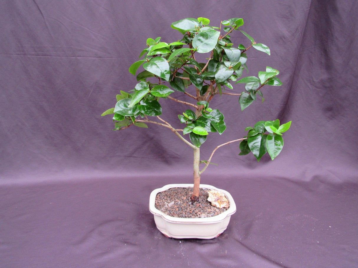 Surinam Cherry Bonsai Tree (Eugenia uniflora) – Fruiting Tropical Bonsai