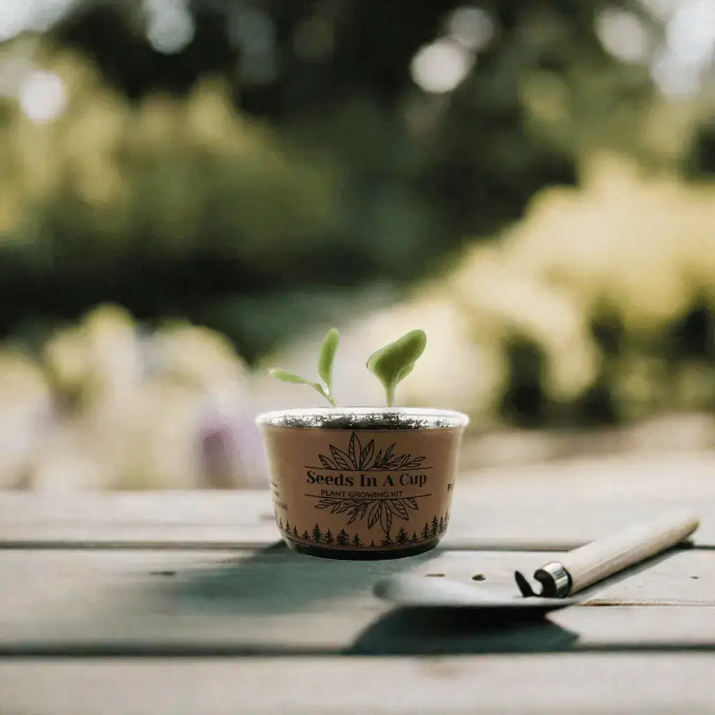 Seeds In A Cup® | Jalapeño Plant Grow from Seed Gardening Kit