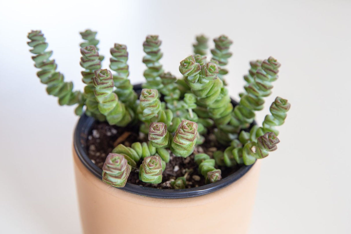 String of Buttons Plant