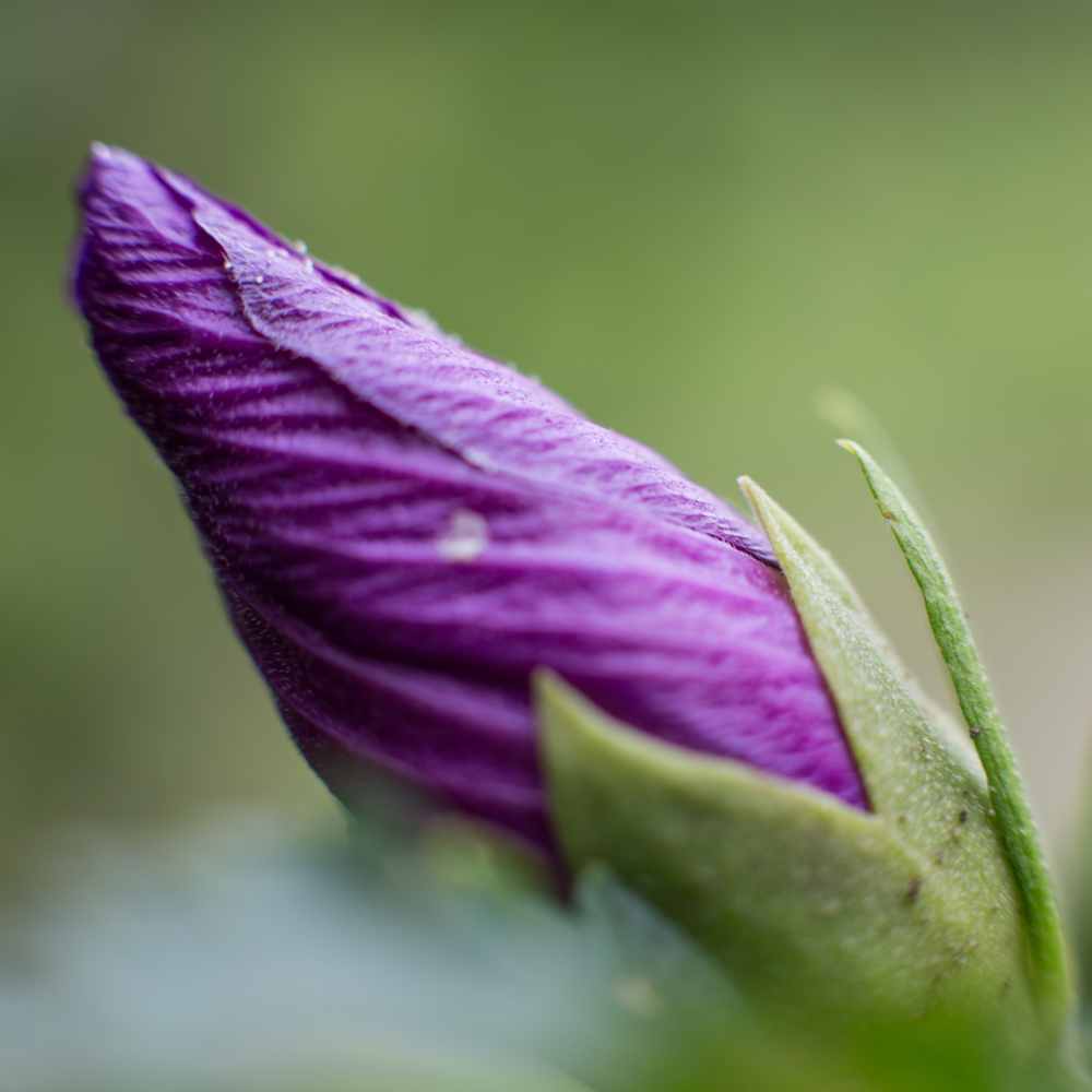 Purple Rose Of Sharon - Shrub Althea - Hibiscus 'Purple'