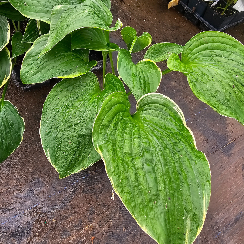 Christmas Tree Hosta Perennial Plant