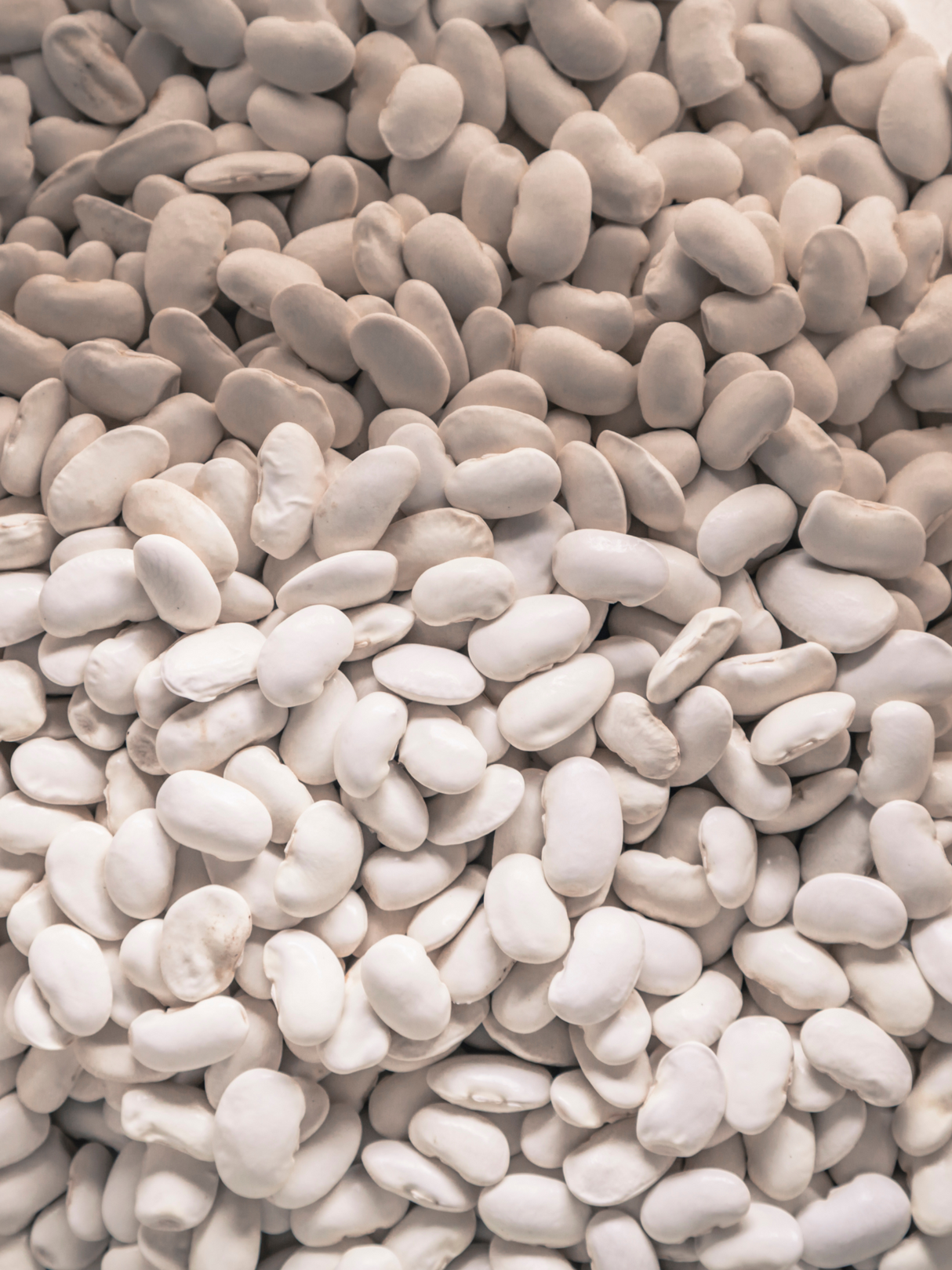 Heirloom Great Northern Bean Seeds – 20 Seeds