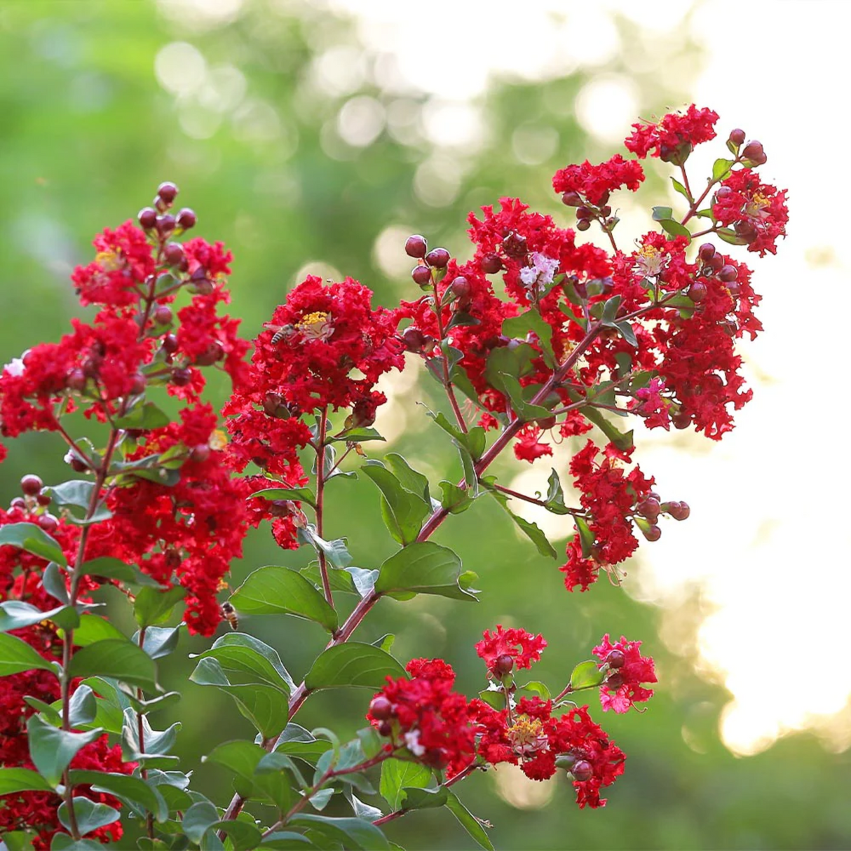 Scarlet Crape Myrtle Shrub