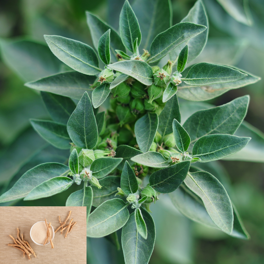 Organic Ashwagandha Herb Seeds – 10 Pack Open Pollinated Medicinal Plant