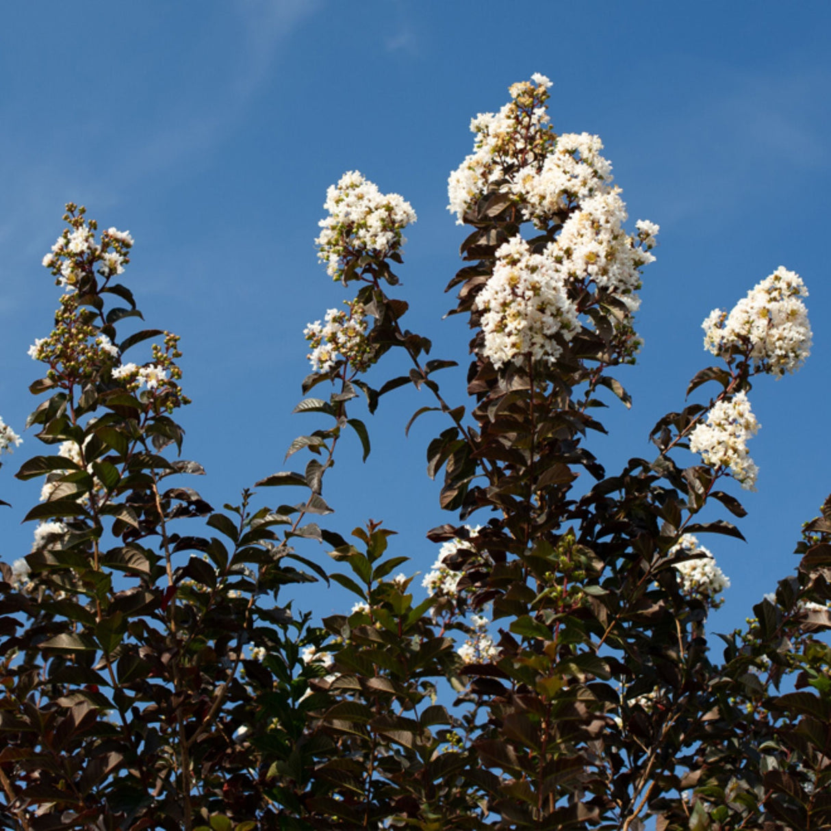 White Lightning Crape Myrtle Shrub