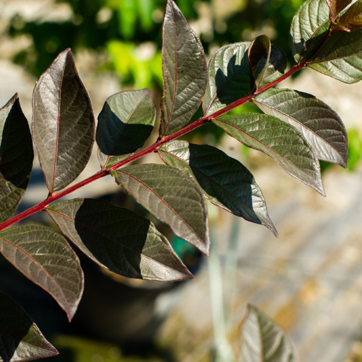 White Lightning Crape Myrtle Shrub