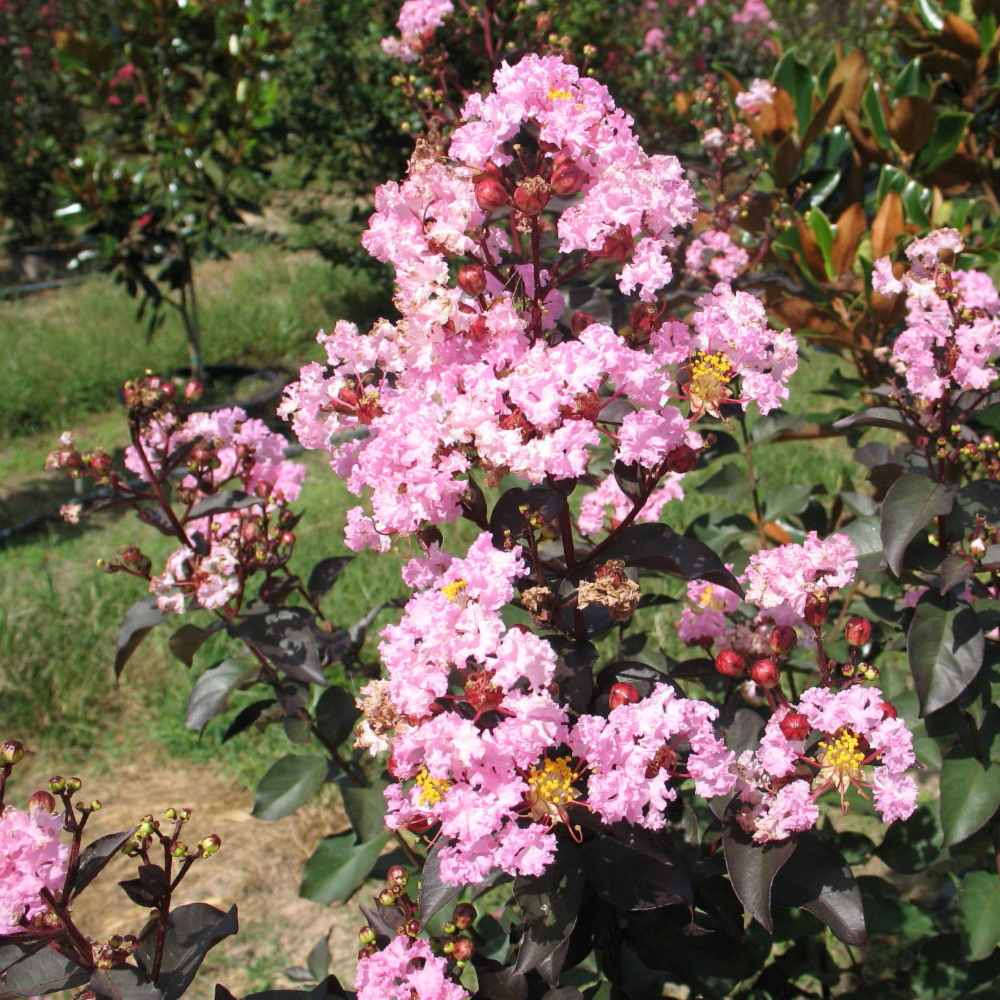 Rhapsody in Pink Crape Myrtle Shrub