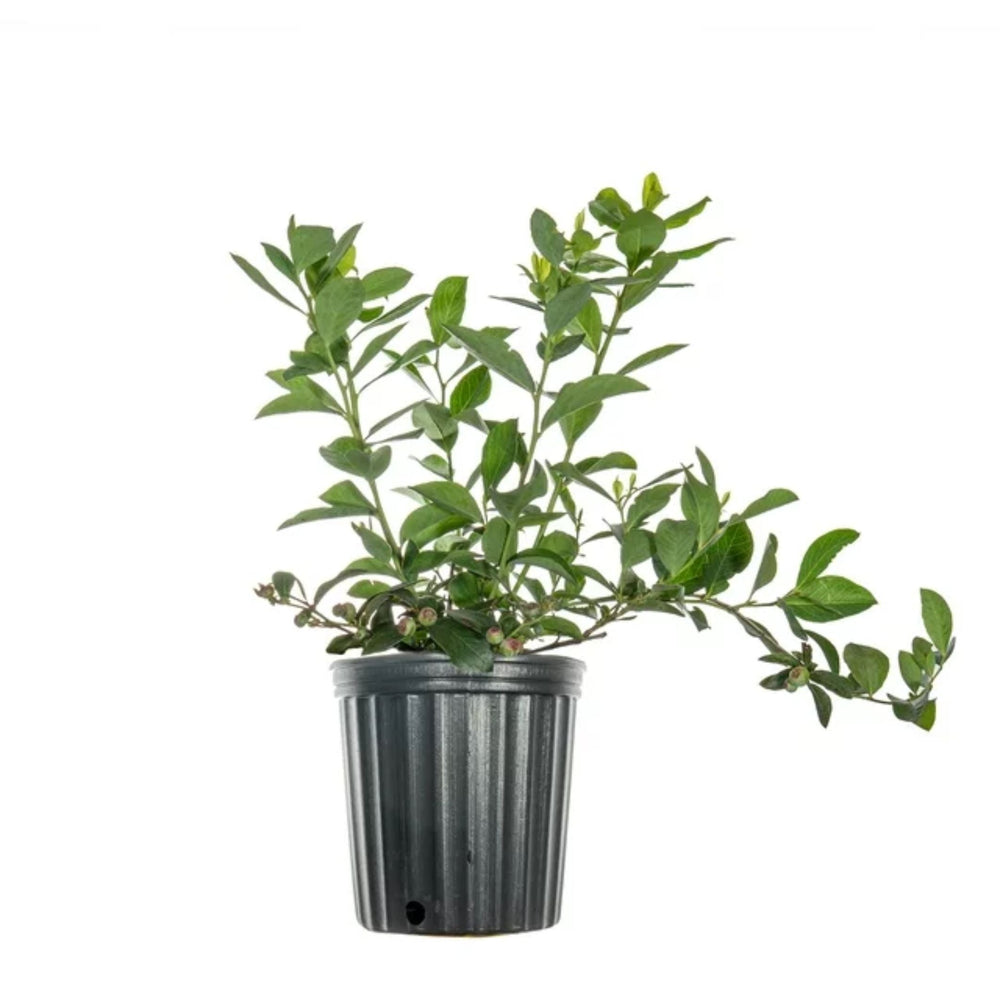 Pink Lemonade Blueberry Bush