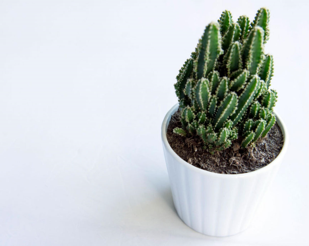 Fairy Castle Cactus Plant