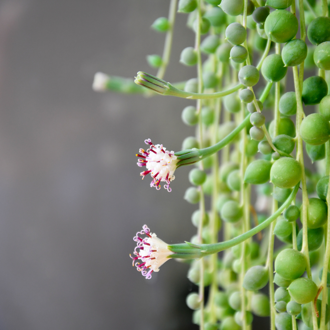 String of Pearls Plant
