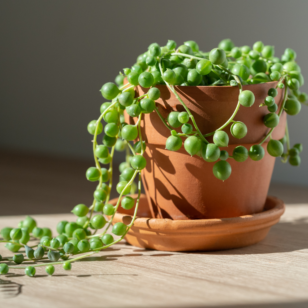 String of Pearls Plant