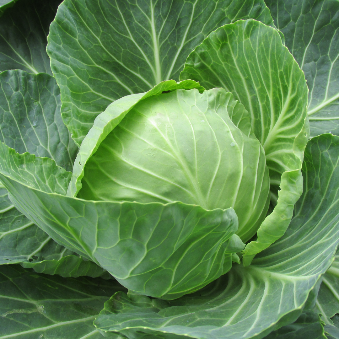 Heirloom Organic Brunswick Cabbage Seeds – 30 Pack Cold Hardy Variety