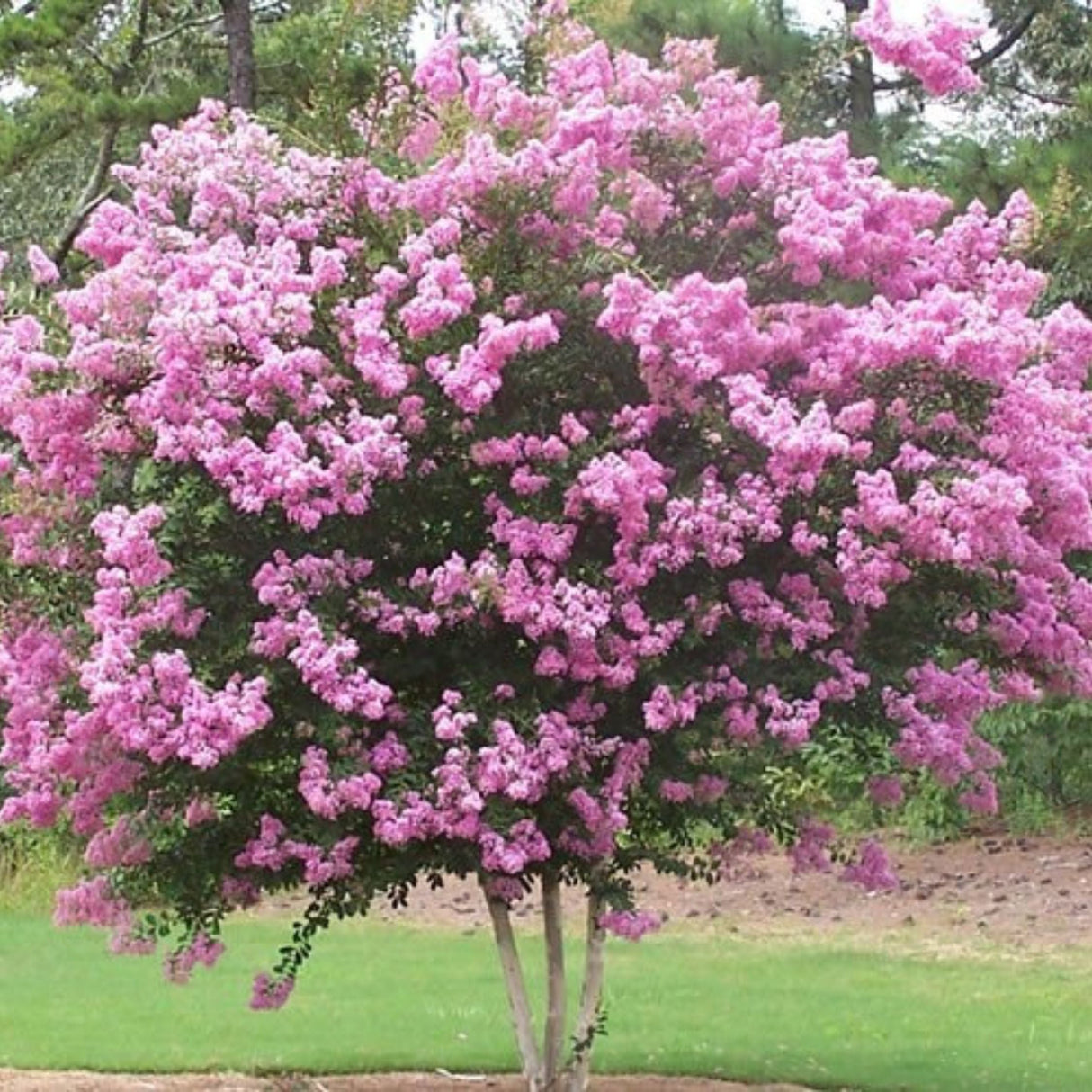 Rhapsody in Pink Crape Myrtle Shrub