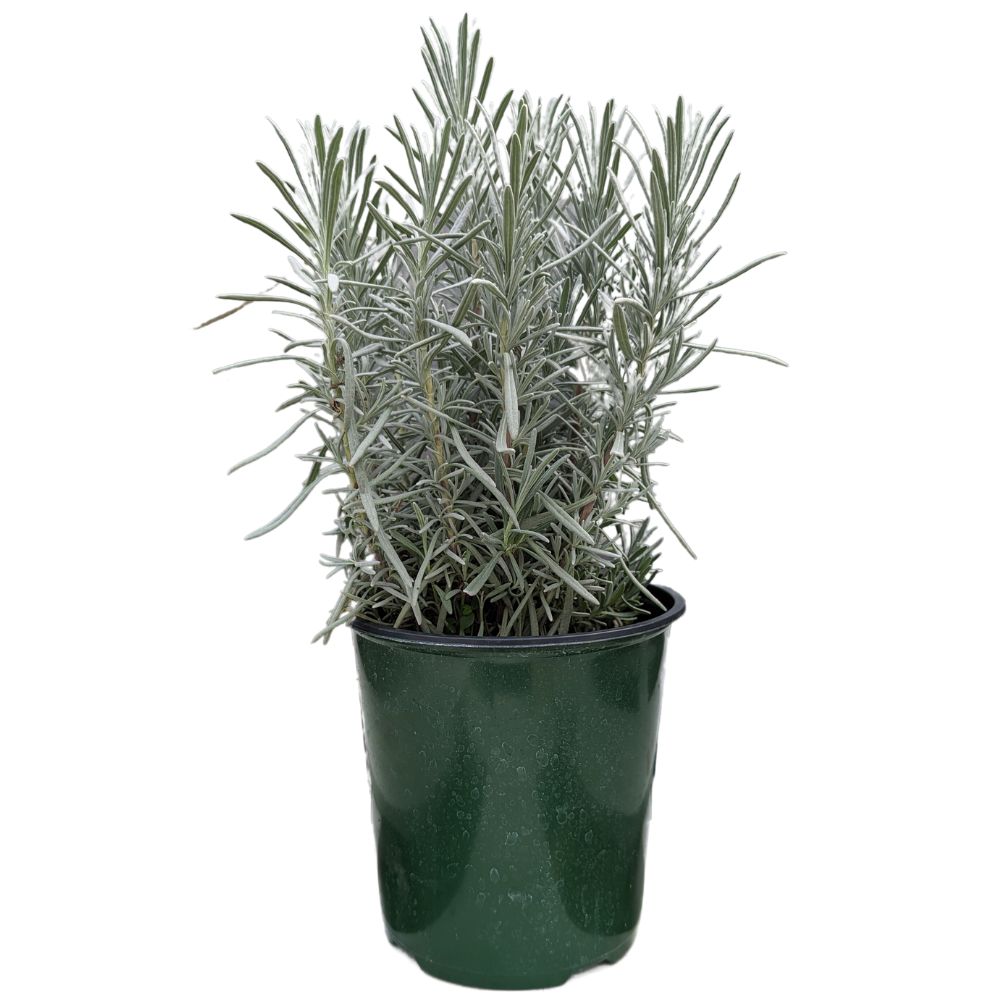 Lavender Shrub (Lavandula x intermedia)