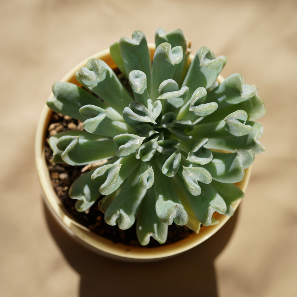 Topsy Turvy Echeveria Succulent