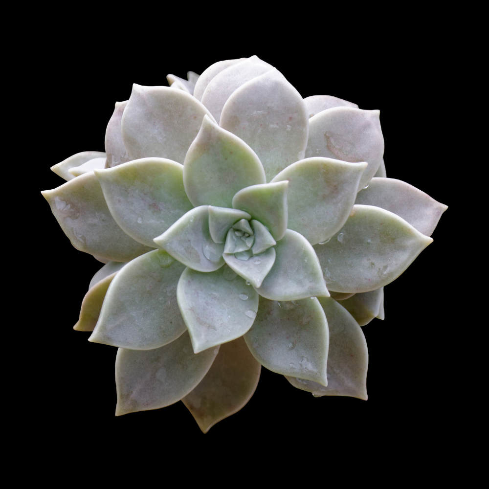 Ghost Plant (Graptopetalum paraguayense)