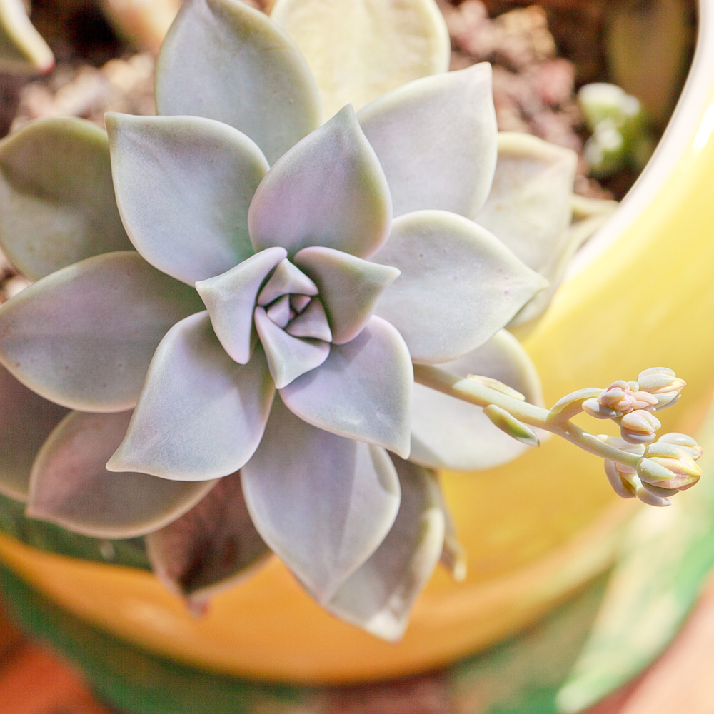 Ghost Plant (Graptopetalum paraguayense)