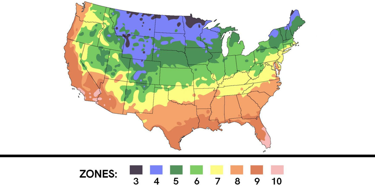 Phoenix Tears Goji Berry Plant
