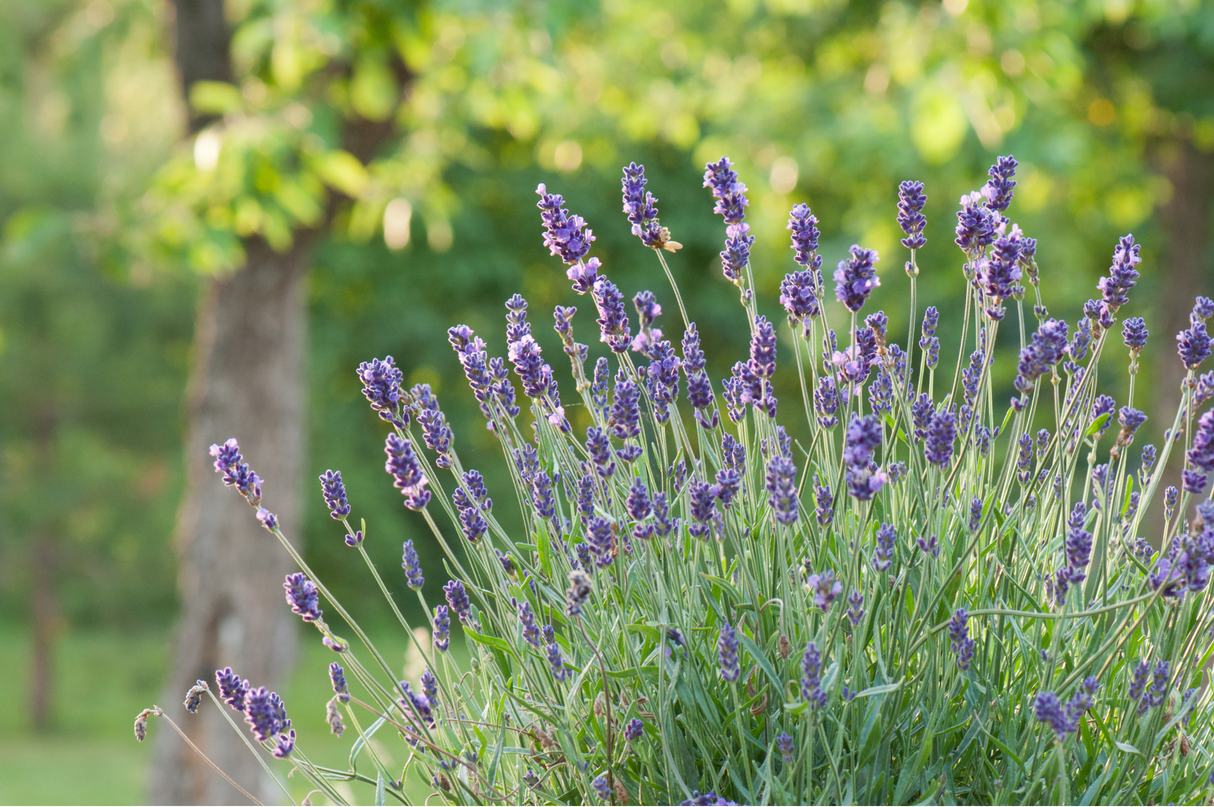 Lavender Shrub (Lavandula x intermedia)