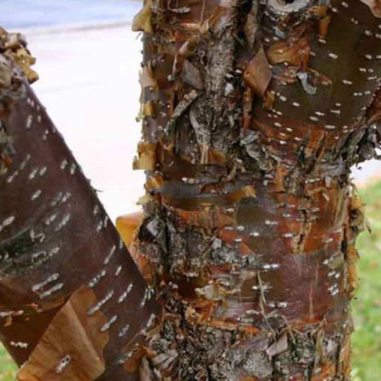 Peking Lilac 'Syringa reticulata subsp. pekinensis' Shrub