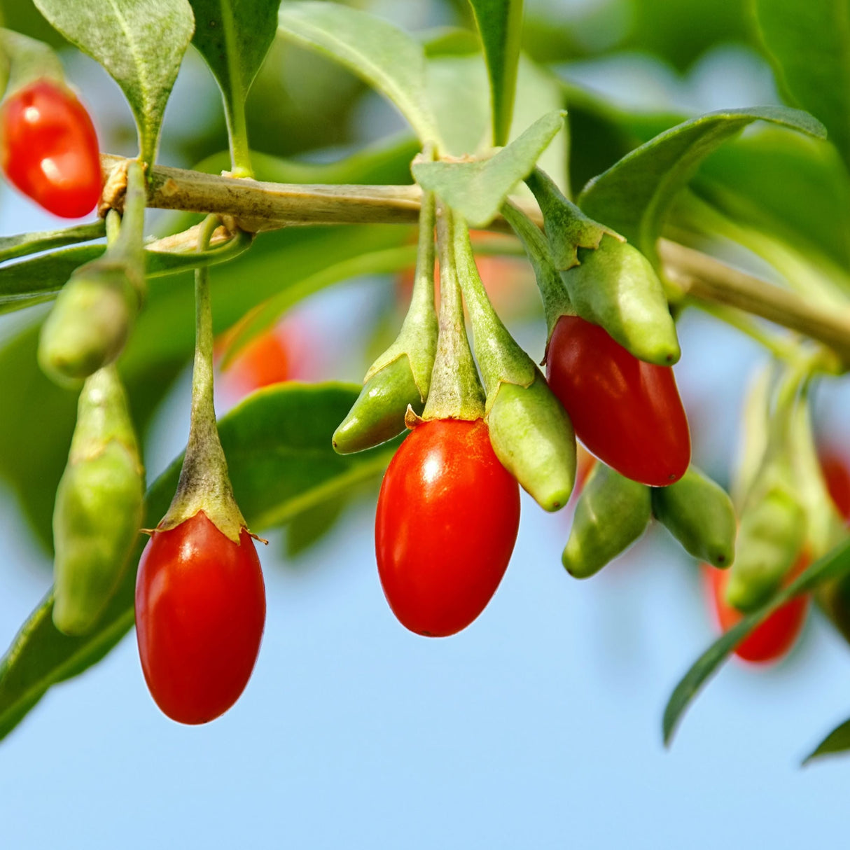 Phoenix Tears Goji Berry Plant