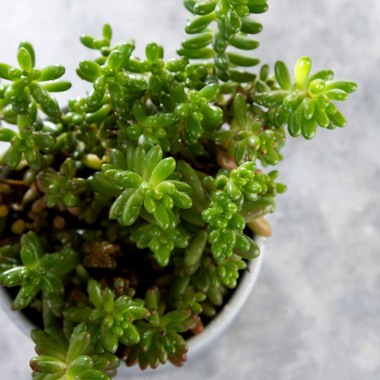 Jelly Bean Succulent Plant