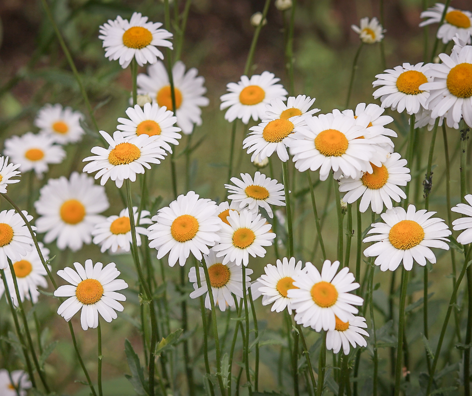 Organic Shasta Daisy Alaska Seeds – 10 Pack Heirloom Perennial