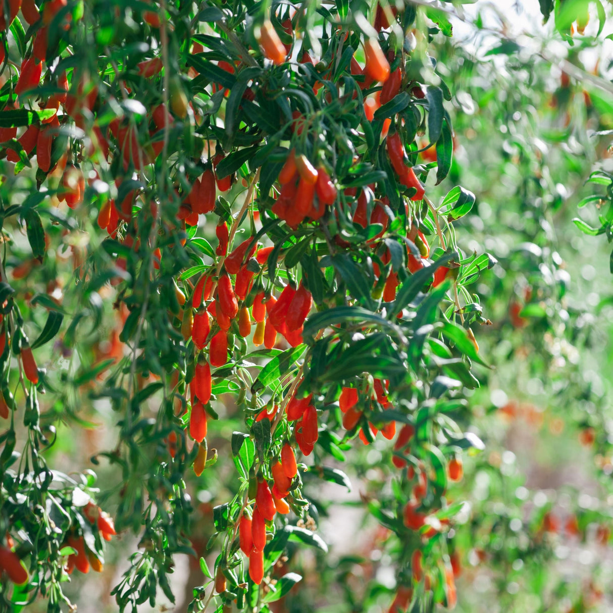Phoenix Tears Goji Berry Plant