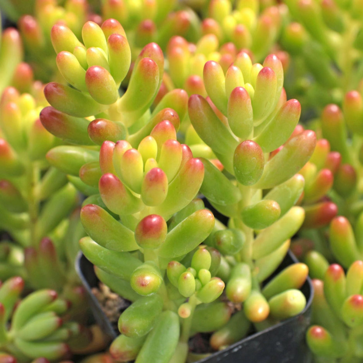 Jelly Bean Succulent Plant