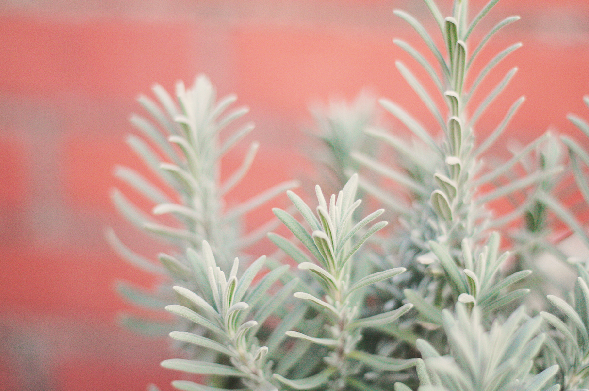 Lavender Shrub (Lavandula x intermedia)